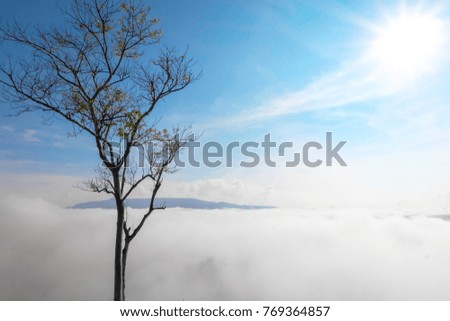 Tree in the foggy nature background.