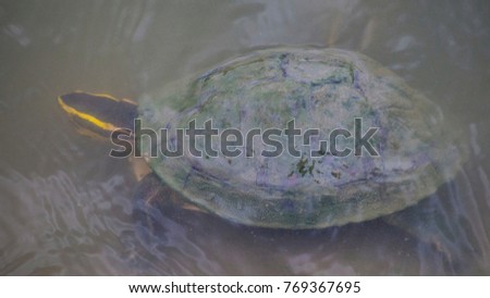 The Freshwater turtle