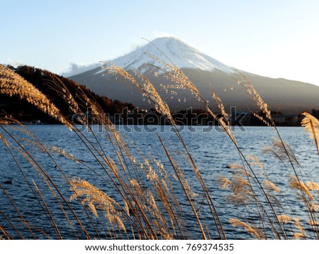 yellow grass on the Fuji Mountain background  , Kawaguchiko Lake , Japan