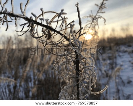 winter grass frost forest
