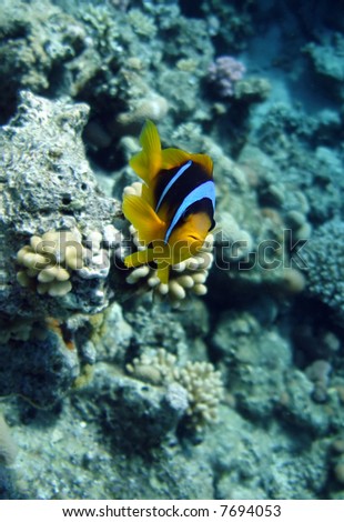 Coral fish is a clownfish. Red sea. Egypt