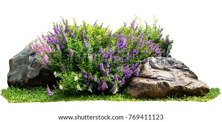 Natural flower and stone in garden isolated on white background. Garden flower part Royalty-Free Stock Photo #769411123
