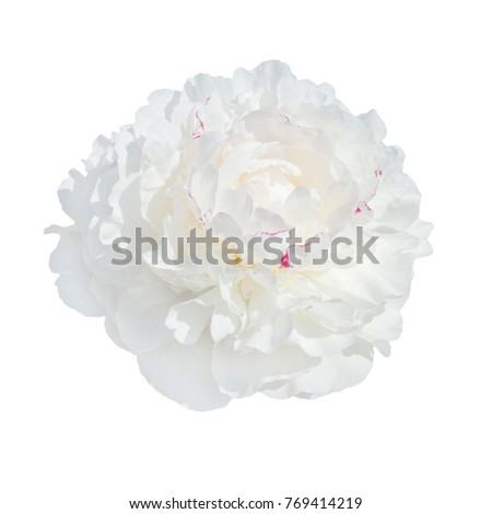 single scented fragrant trendy  pale white peony  isolated on white background. Shallow depth of field.
