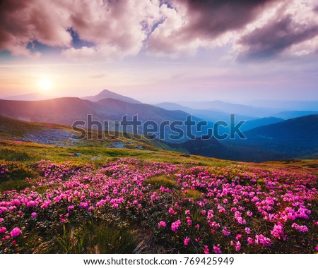 Awesome alpine valley in warm light. Location Carpathian national park, Ukraine, Europe. Picture of a wild area. Scenic image of botanical concept. Violet toning effect. Discover the beauty of earth.