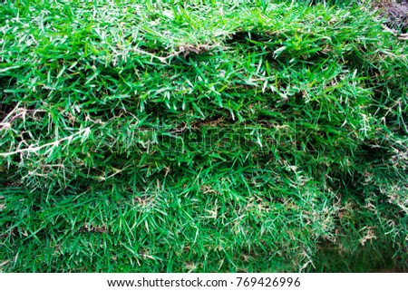 Manila Grass (Temple Grass) for use on the ground (Grass Cover) of the field in the green park
