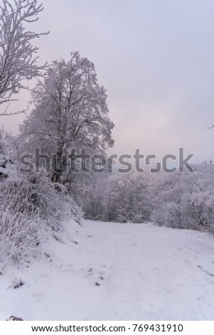Fresh snow in the forest