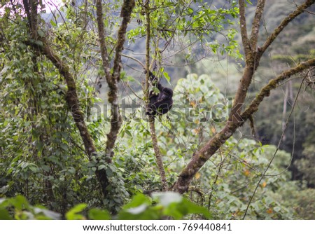 Baby Mountain Gorilla hanging from a tree in Bwindi Impenetrable Forest National Park in Uganda Royalty-Free Stock Photo #769440841