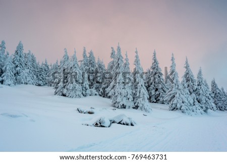 Winter in Jeseniky Mountains. Fresh snow makes great atmosphere.