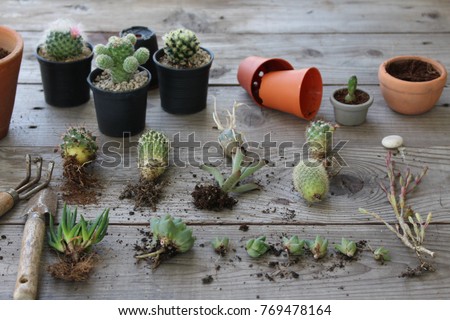 cactus and succulent, unpotted cactus, potted cactus, empty pots, soil,  shovel and fork lay on wooden table