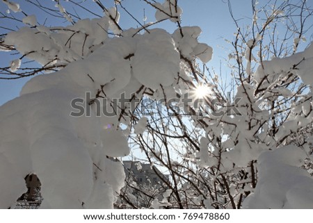 Winter. The sun shows through the snow covered branches of the trees. Snow covered trees and heavy snowing. Cold weather concept, winter concept, heavy snow concept, snowy weather, holiday concept