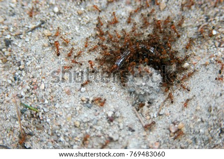 Red imported fire ant eating  worm.