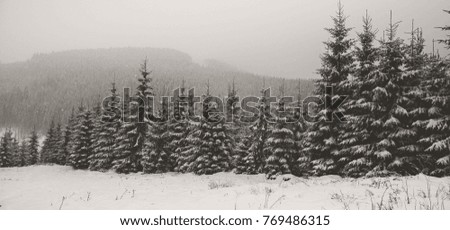 Winter forest in snow. Mountain landscape with a footpath. Sunny day and frosty weather.
