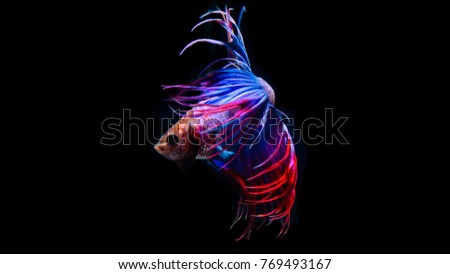 betta fighting fish on black background