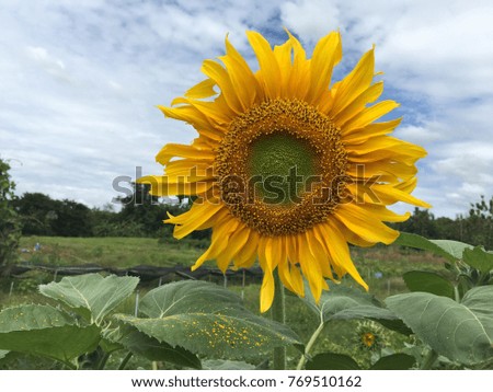 Sunflower field landscape in garden
