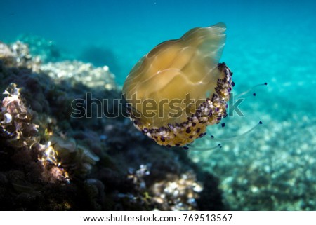 Jellyfish swimming in blue water