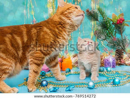 Small British kitten and adult cat on the background of Christmas decorations