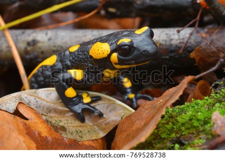 closeup portrait of a fire salamander
