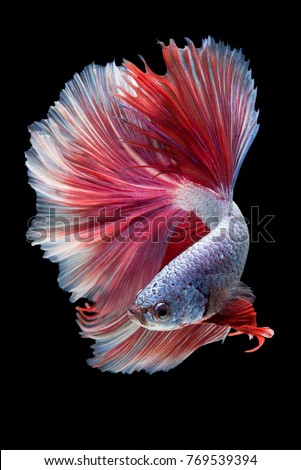 "Halfmoon Betta" capture the moving moment beautiful of siam betta fish in thailand on black background Royalty-Free Stock Photo #769539394