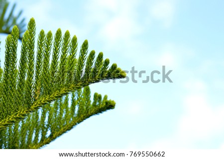 House Pine,Norfolk Island Pine green leaves,blue sky background,copy space.Beautiful plants for decorate garden or use for Christmas celebrate,picture for natural website,documentary,Christmas holiday