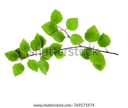 birch branches with green leaves isolated on white background Royalty-Free Stock Photo #769571974