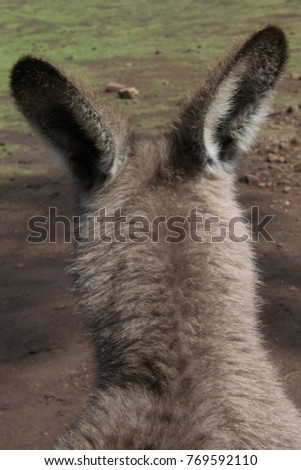 Closeup of the back of the head of a kangaroo, with its ears turned backwards.