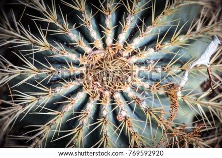 abstract picture with exotic cactus texture