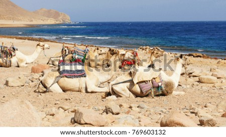 
Camel caravan rests on the shore after a long trip