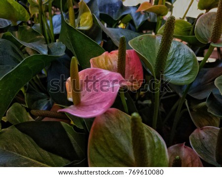 Flamingo Flower ,Inflorescences of the anthurium, also known as cabbage, are the true flowers. It consists of a bouquet of flowers.