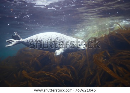 seal underwater photo in wild nature