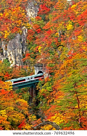 Abstract blur autumn season leaf in Japan