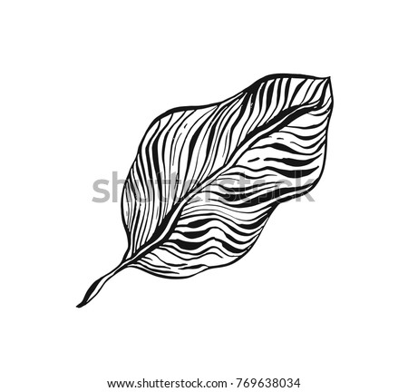 Hand drawn vector abstract freehand textured tropical print icon with organic textures ink drawing palm leaf isolated on white background.