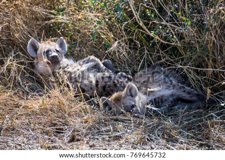 Two juvenile spotted hyenas sleeping in grass, Kruger National Park, South Africa