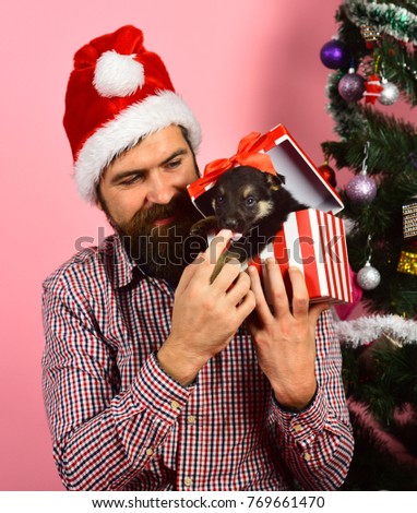 Xmas holiday concept. Santa holds little dog near Christmas tree. Man in xmas hat plays with puppy. Guy with happy face unpacks present box on pink background.