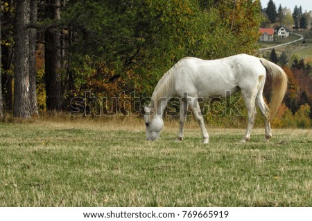 Horse in the village field