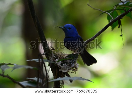 The black-naped monarch or black-naped blue flycatcher (Hypothymis azurea) is a slim and agile passerine bird belonging to the family of monarch flycatchers found in southern and south-eastern Asia. 
