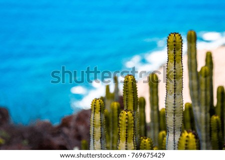 Some thin, green cactuses growing beside the sea on the island of Gran Canaria, Spain.