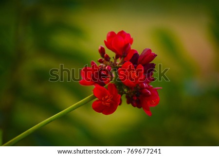 Beauty blooming red flowers with green blurred background, Thailand