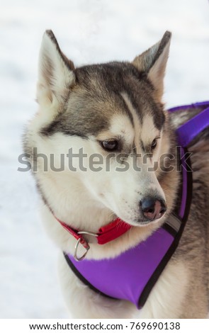 Head sled dog closeup