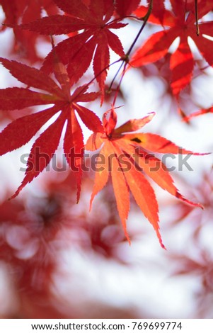 Macro texture of vivid colored Japanese Autumn Maple leaves with blurred background