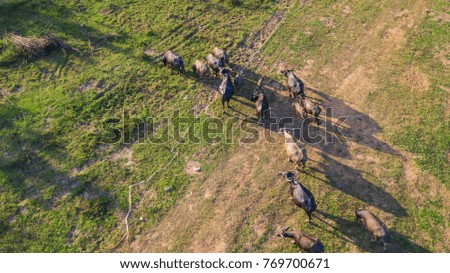 Top view aerial photo from flying drone of  Buffalo herds enjoy 