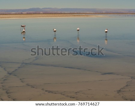 Flamingos on the search for food in a poison salt lake in the Atacama desert, Chile.