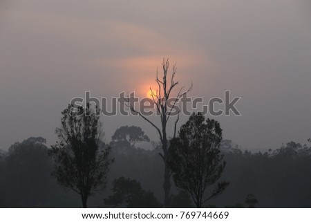 Sun set behind a dead tree