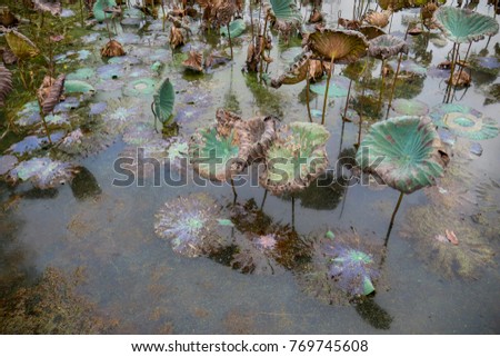 Waterlily pond, dry and dead water lilies, dead lotus flower, beautiful colored background with water lily in the pond