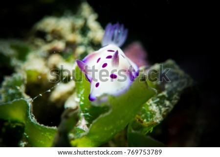 lovely Sea Slug