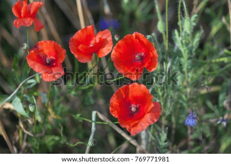 Red poppies blossom in the field.