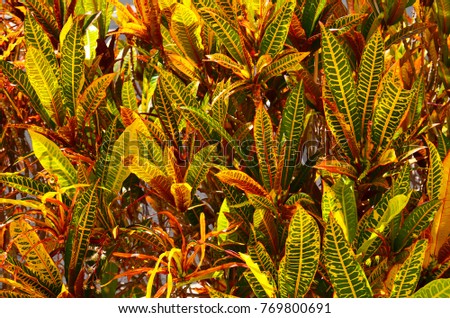 Croton (Codiaeum variegatum) plants with colorful leaves in tropical garden of Tenerife,Canary Islands,Spain.Floral background.Selective focus.