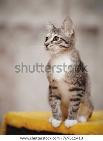 The young striped domestic cat with white paws sits