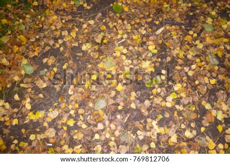 Plants and trees of the forest, autumn, October, Russia