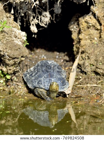 The Caspian turtle or striped-neck terrapin (Mauremys caspica) in natural habitat