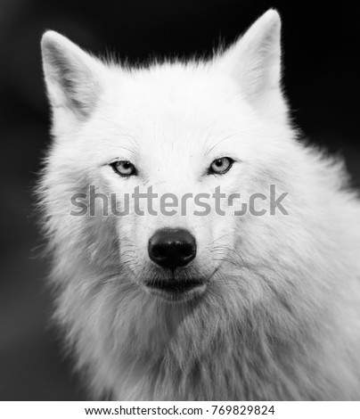 White Wolf in Black and White